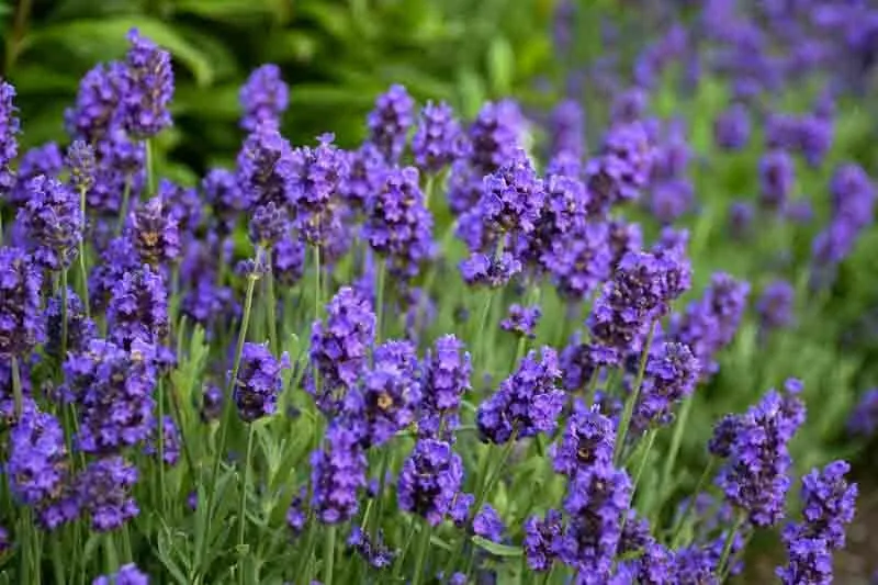 Big Time Blue Lavender